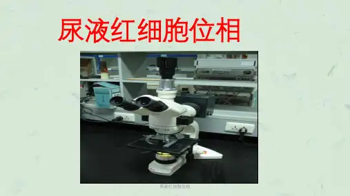 尿液红细胞位相课件