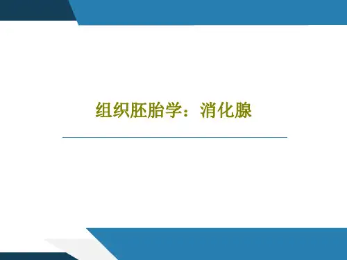 组织胚胎学：消化腺共123页文档