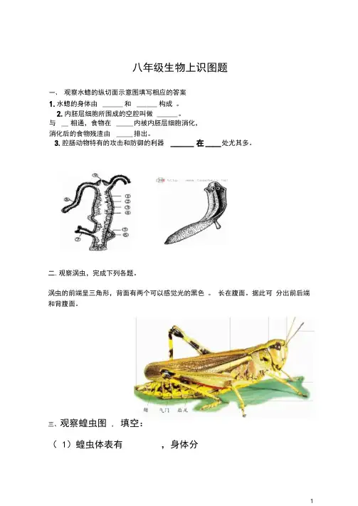 八年级生物上填图题(识图题)专题复习