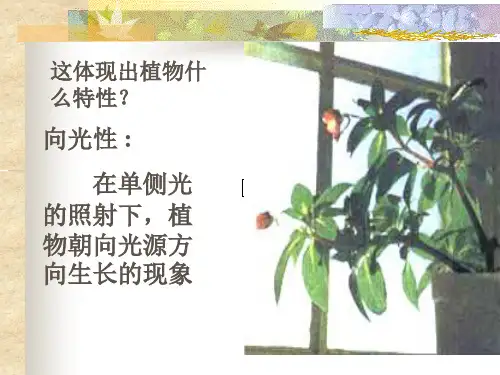 植物激素调节精品PPT课件