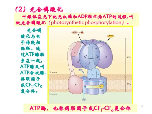 上海师范大学  植物生理学  光合作用