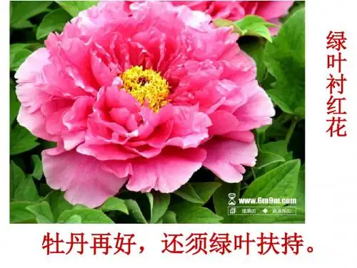 诗歌鉴赏之衬托手法