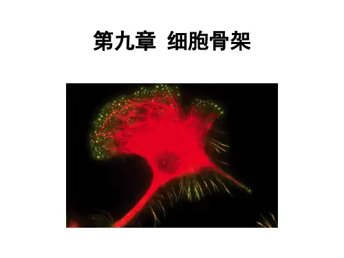 第九章 细胞骨架