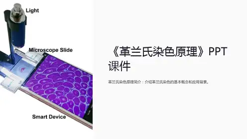 《革兰氏染色原理》课件