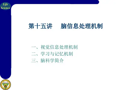 脑科学简介