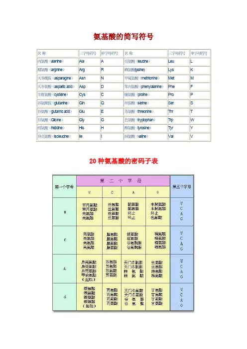 氨基酸简写和密码子表