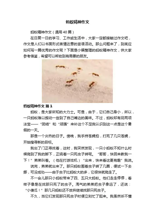 蚂蚁精神作文