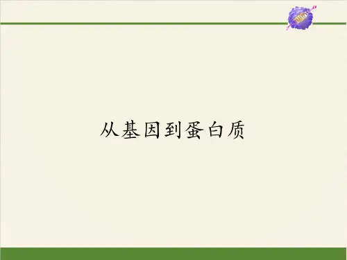 高中生物必修二课件-4.3.1从基因到蛋白质6-苏教版