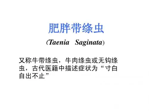 牛带绦虫