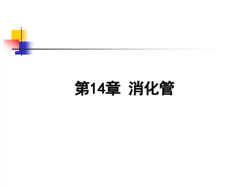 B772-组胚理论课件-第14章消化管