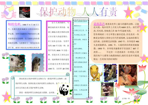 电子版手抄报保护动物人人有责