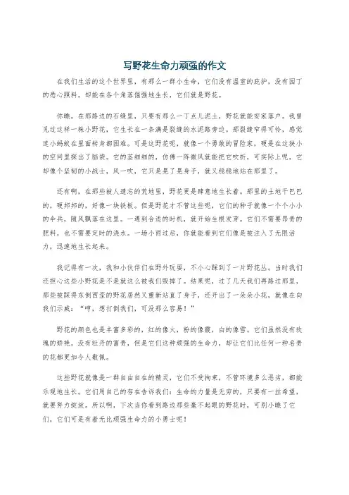 写野花生命力顽强的作文