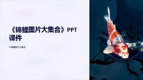 《锦鲤图片大集合》课件
