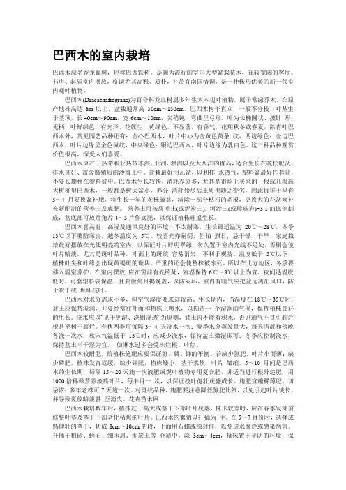 巴西木的室内栽培