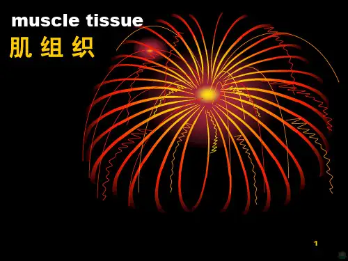肌组织PPT课件