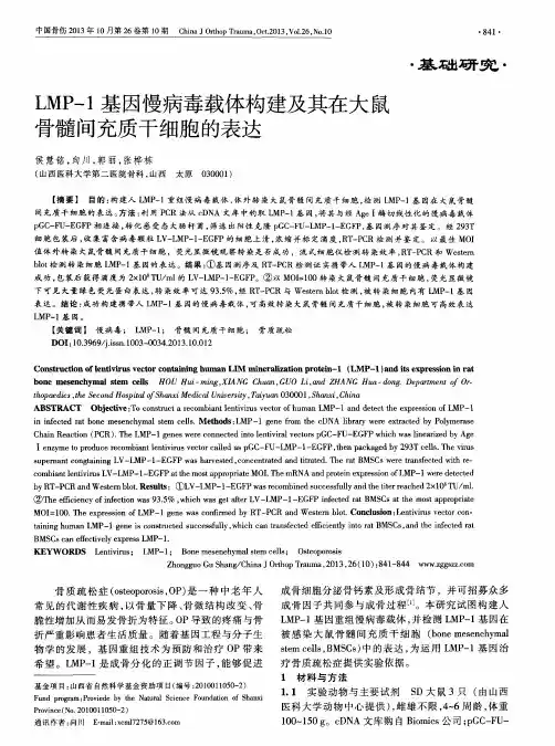 LMP-1基因慢病毒载体构建及其在大鼠骨髓间充质干细胞的表达