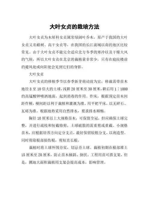 大叶女贞的栽培方法