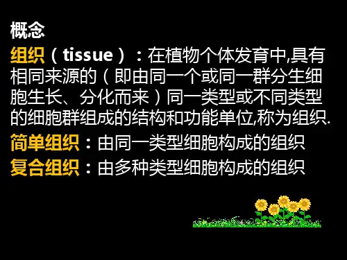 2.3.22.3.1植物的组织分生组织