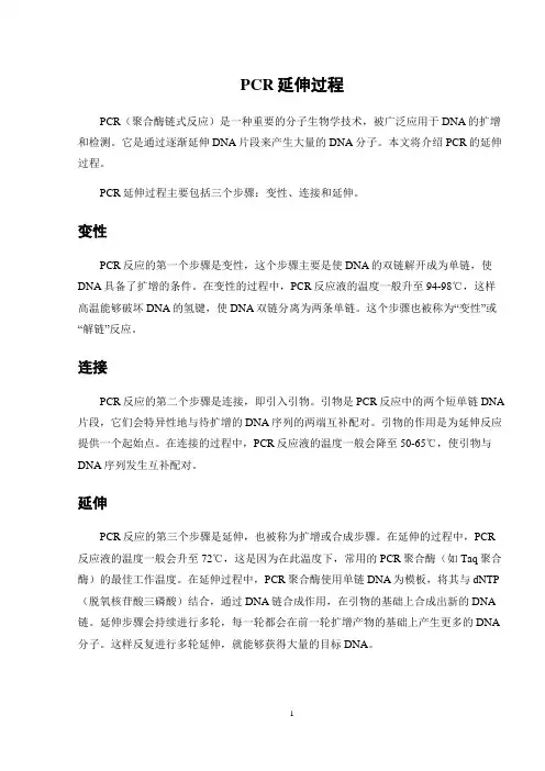 pcr延伸过程
