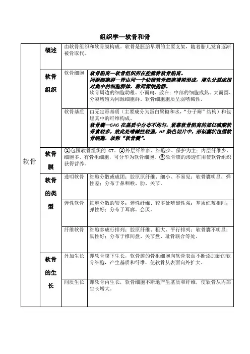 组织学—软骨和骨