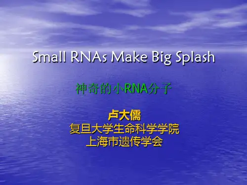 Small RNAs 小RNA的全面介绍