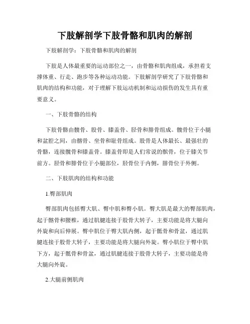 下肢解剖学下肢骨骼和肌肉的解剖