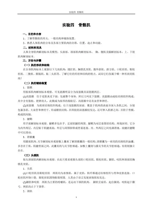 实验04 骨骼肌