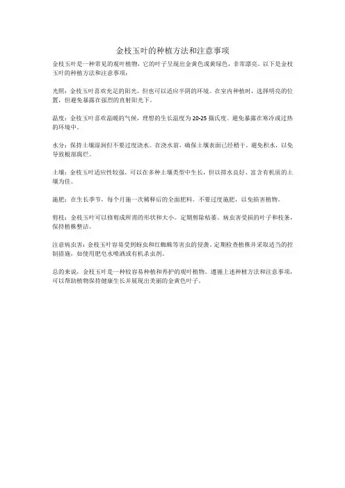 金枝玉叶的种植方法和注意事项