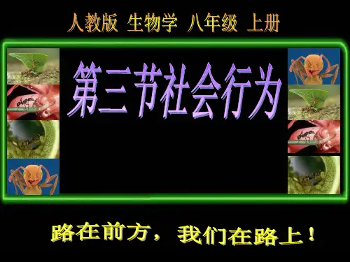 人教版八年级上册5.2.3社会行为(共15张PPT)