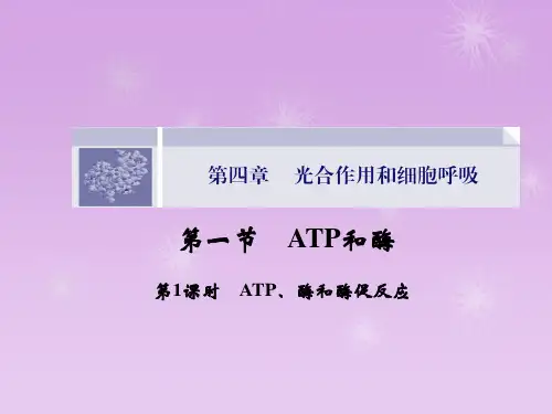 高一生物(苏教版必修1)课件4.1.1《ATP、酶和酶促反应》