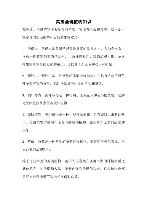 英国圣诞植物知识