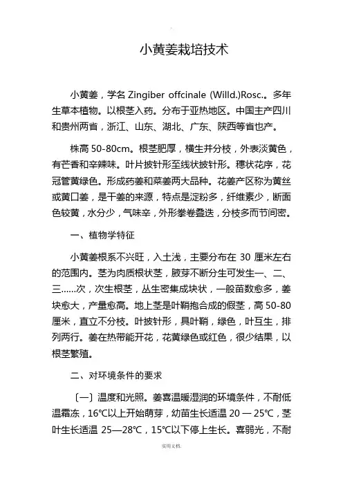 小黄姜栽培技术
