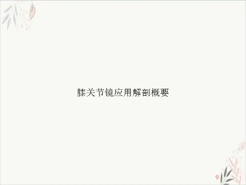 膝关节镜应用解剖概要PPT.
