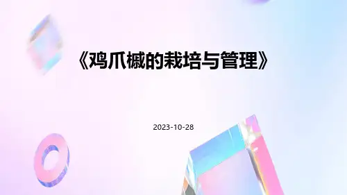 鸡爪槭的栽培与管理
