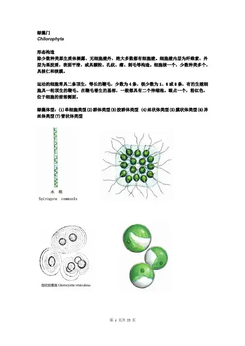 (完整版)绿藻鉴定图谱
