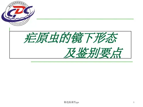 疟原虫的镜下形态
