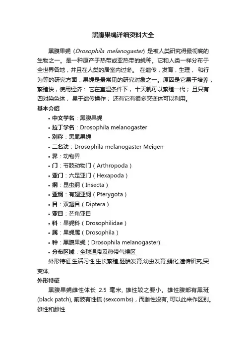 黑腹果蝇详细资料大全