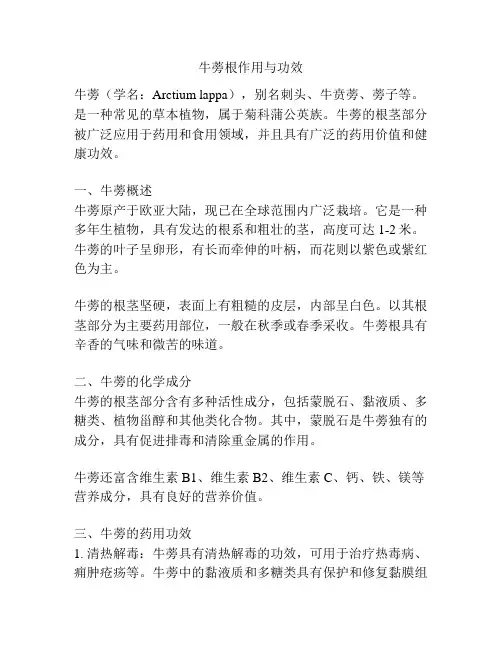 牛蒡根作用与功效