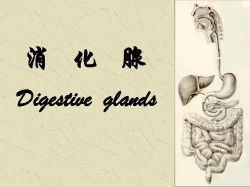 第15章 消化腺