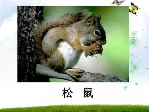 10.《松鼠和松果》课件3