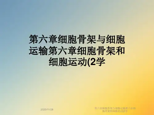 第六章细胞骨架与细胞运输第六章细胞骨架和细胞运动(2学