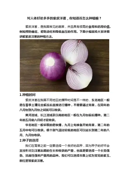 对人体好处多多的紫皮洋葱，你知道该怎么种植嘛？