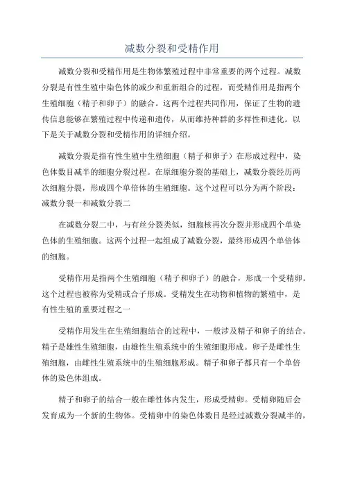 减数分裂和受精作用