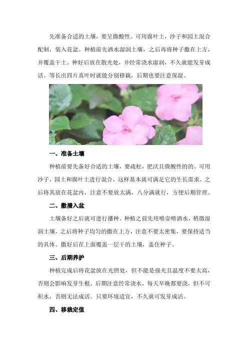 凤仙花的种植方法