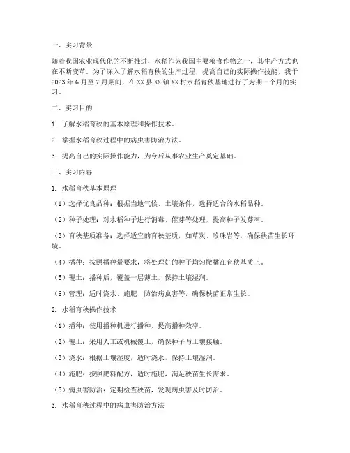 水稻育秧生产实习报告