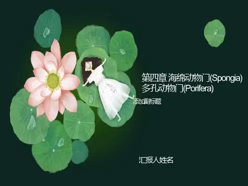 多孔动物门海绵动物门
