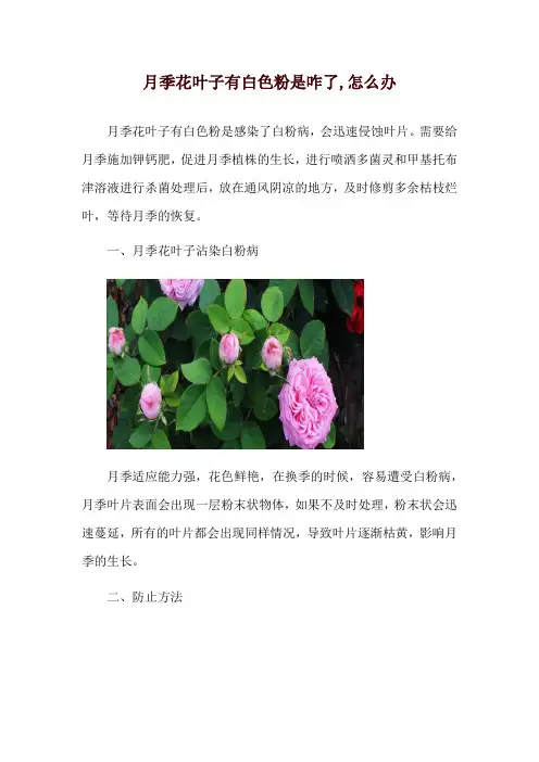 月季花叶子有白色粉是咋了,怎么办