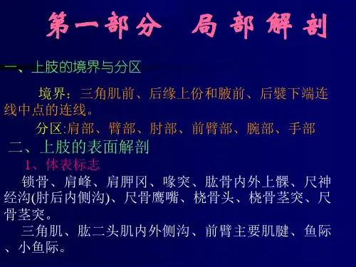 断层解剖学-上肢