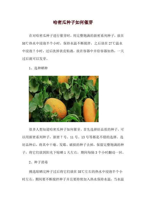 哈密瓜种子如何催芽