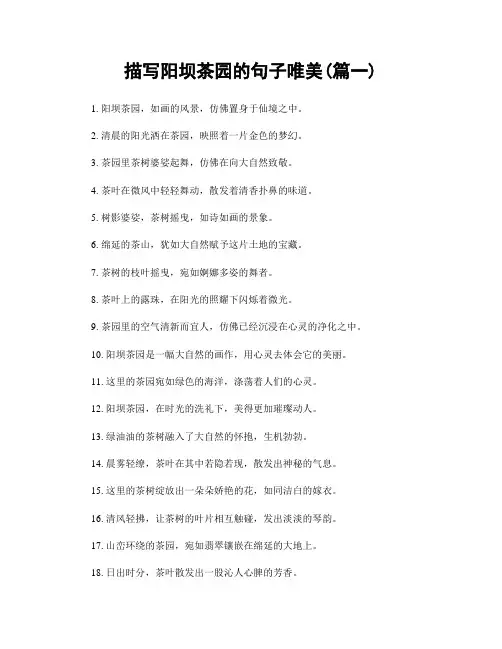 描写阳坝茶园的句子唯美(精选两篇)